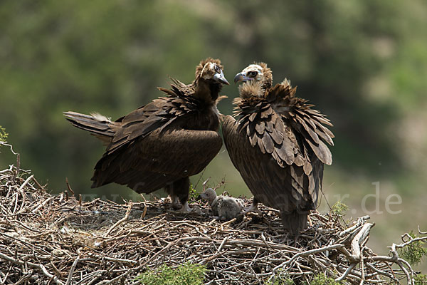 Mönchsgeier (Aegypius monachus)