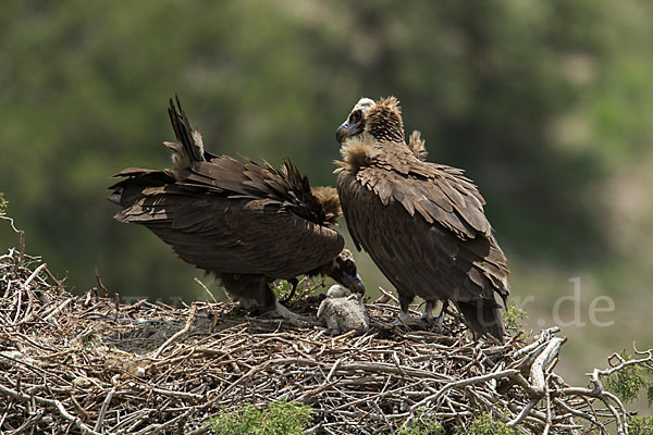 Mönchsgeier (Aegypius monachus)