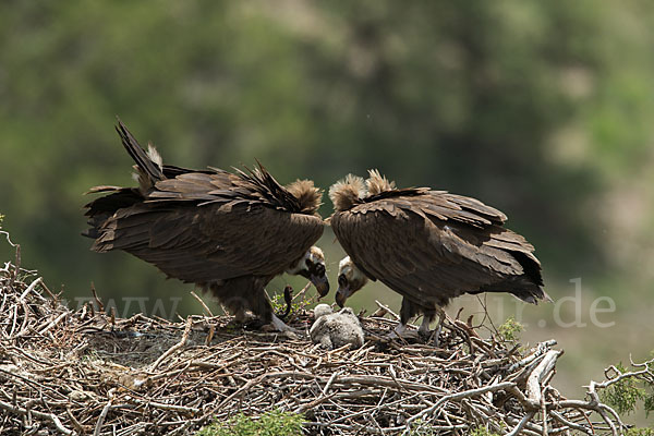 Mönchsgeier (Aegypius monachus)