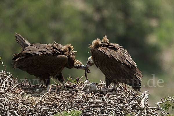 Mönchsgeier (Aegypius monachus)