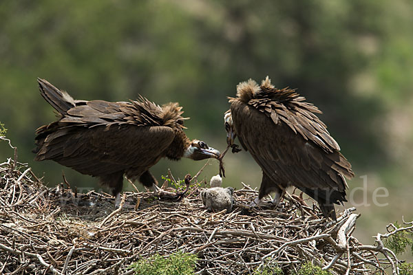 Mönchsgeier (Aegypius monachus)