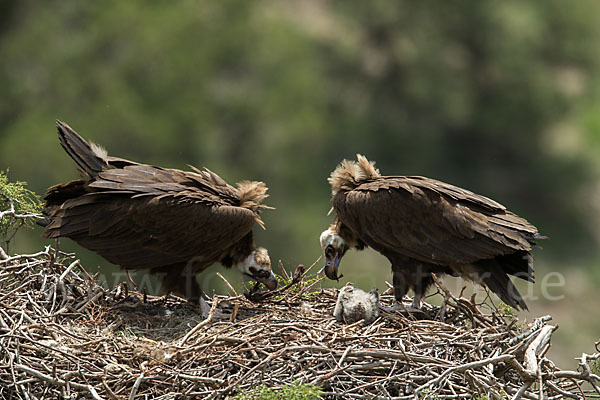 Mönchsgeier (Aegypius monachus)