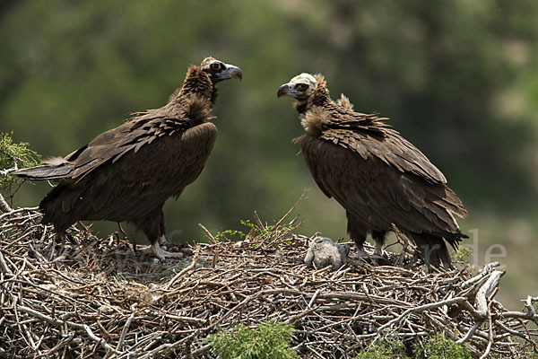 Mönchsgeier (Aegypius monachus)