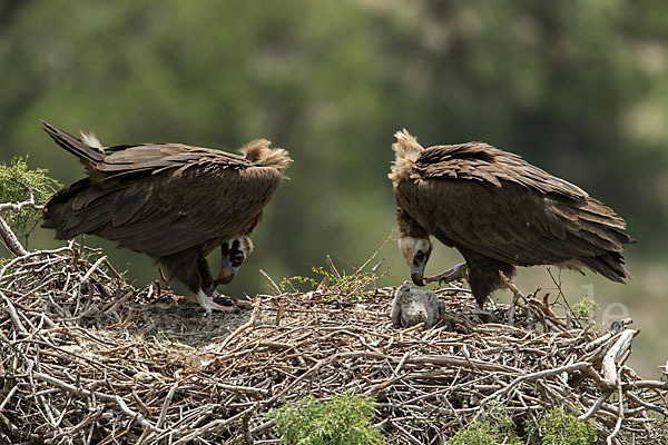 Mönchsgeier (Aegypius monachus)