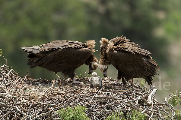 Mönchsgeier (Aegypius monachus)