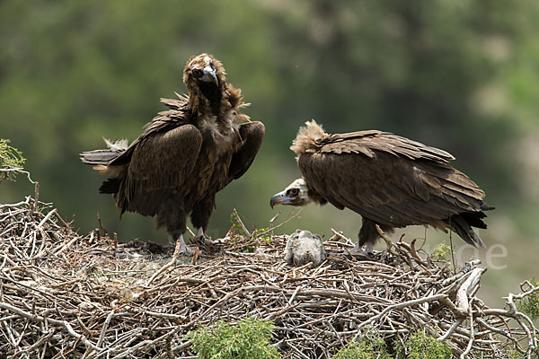 Mönchsgeier (Aegypius monachus)