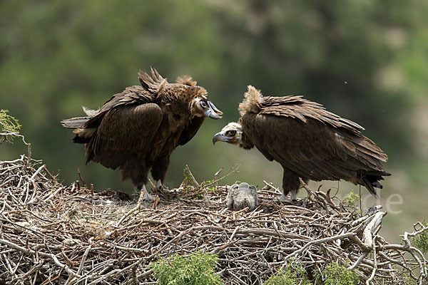 Mönchsgeier (Aegypius monachus)