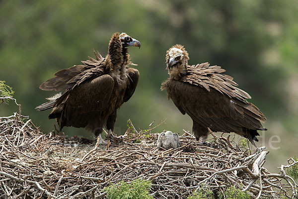 Mönchsgeier (Aegypius monachus)