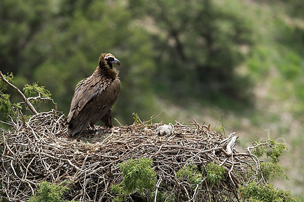 Mönchsgeier (Aegypius monachus)