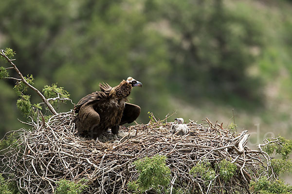 Mönchsgeier (Aegypius monachus)