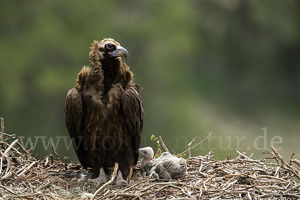 Mönchsgeier (Aegypius monachus)