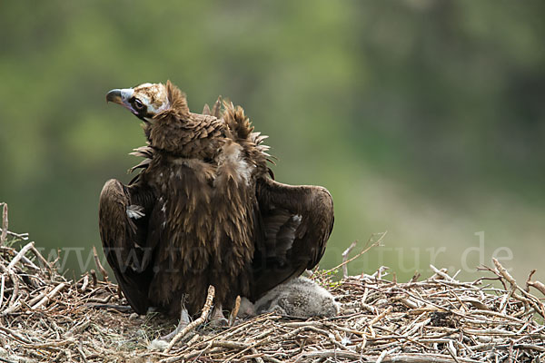 Mönchsgeier (Aegypius monachus)