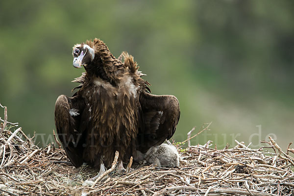 Mönchsgeier (Aegypius monachus)