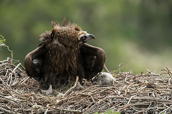 Mönchsgeier (Aegypius monachus)