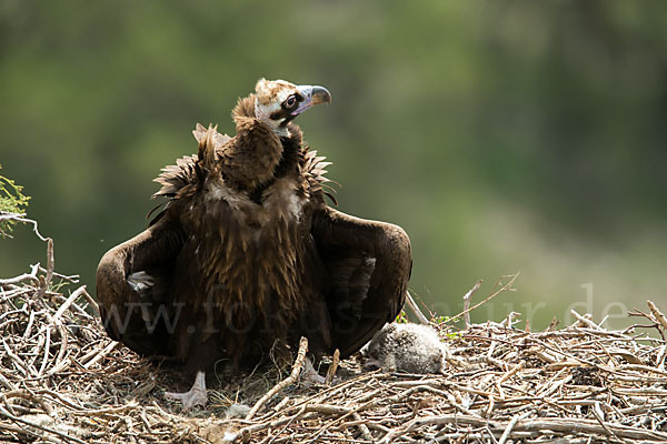 Mönchsgeier (Aegypius monachus)