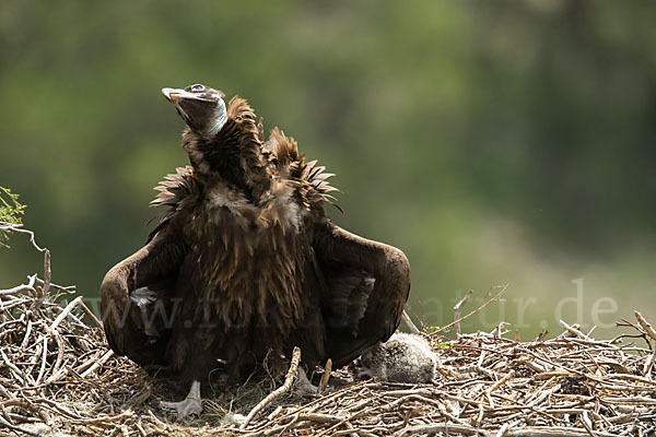 Mönchsgeier (Aegypius monachus)