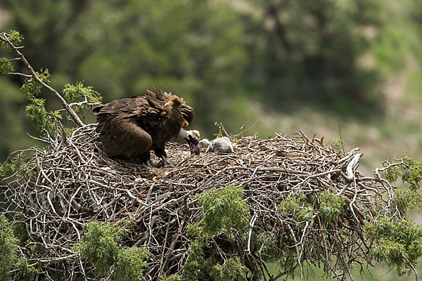 Mönchsgeier (Aegypius monachus)