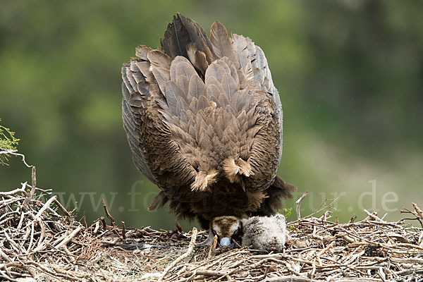 Mönchsgeier (Aegypius monachus)