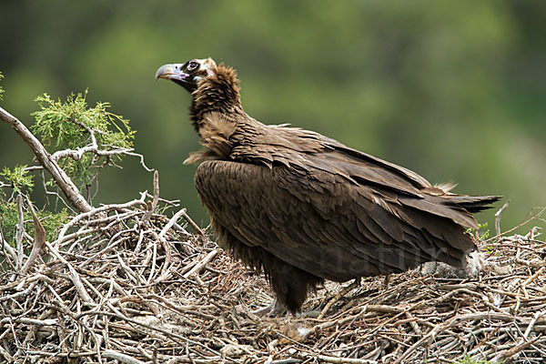 Mönchsgeier (Aegypius monachus)