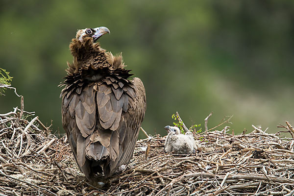 Mönchsgeier (Aegypius monachus)