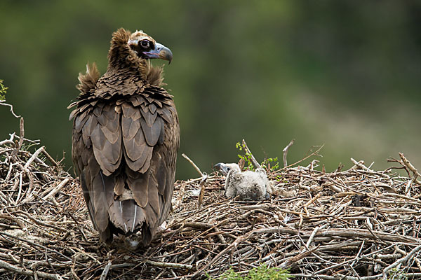 Mönchsgeier (Aegypius monachus)