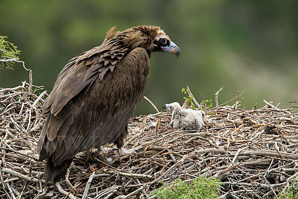 Mönchsgeier (Aegypius monachus)