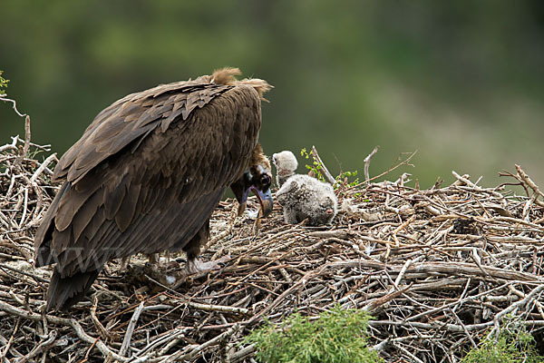 Mönchsgeier (Aegypius monachus)