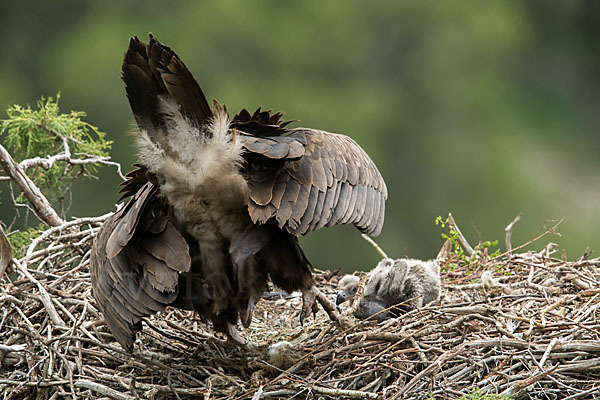 Mönchsgeier (Aegypius monachus)