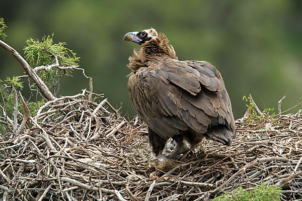 Mönchsgeier (Aegypius monachus)