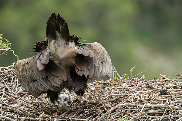 Mönchsgeier (Aegypius monachus)