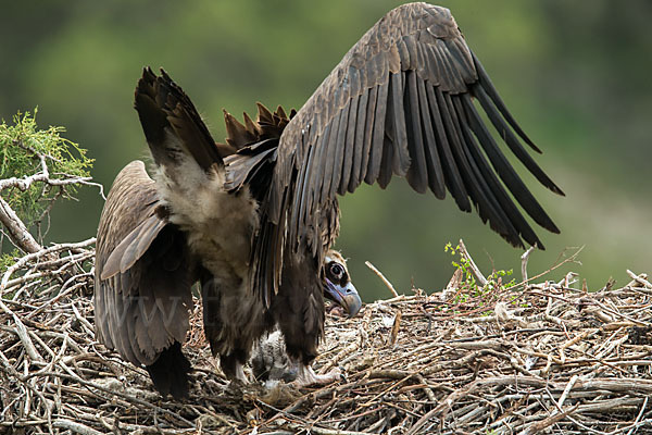 Mönchsgeier (Aegypius monachus)