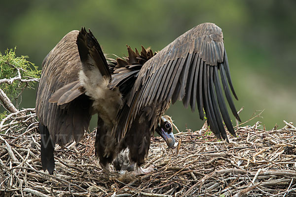 Mönchsgeier (Aegypius monachus)