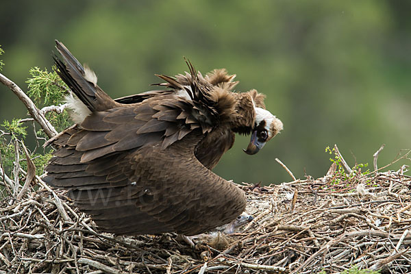 Mönchsgeier (Aegypius monachus)