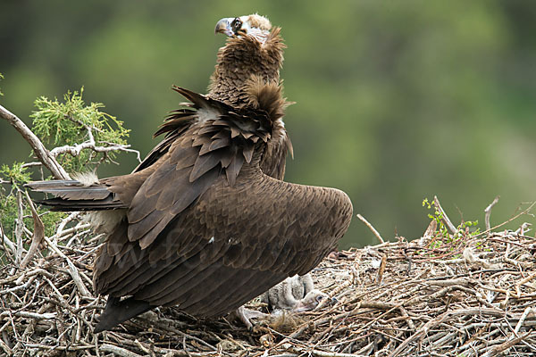 Mönchsgeier (Aegypius monachus)