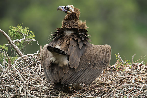 Mönchsgeier (Aegypius monachus)