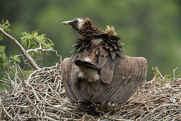 Mönchsgeier (Aegypius monachus)