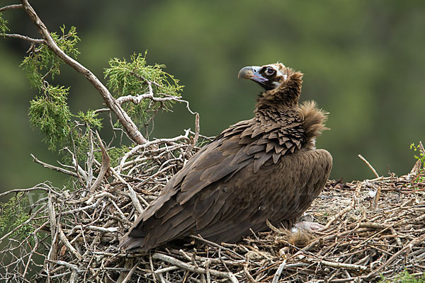 Mönchsgeier (Aegypius monachus)