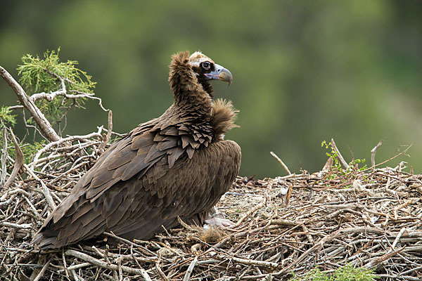 Mönchsgeier (Aegypius monachus)