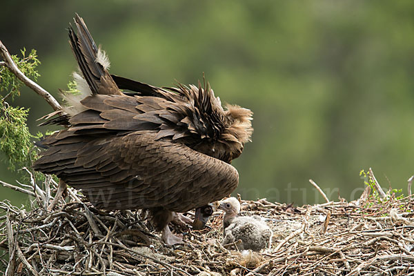 Mönchsgeier (Aegypius monachus)