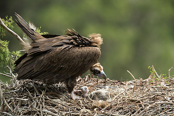 Mönchsgeier (Aegypius monachus)