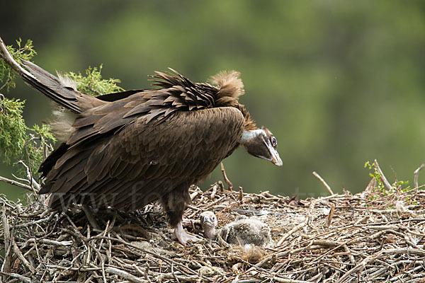 Mönchsgeier (Aegypius monachus)