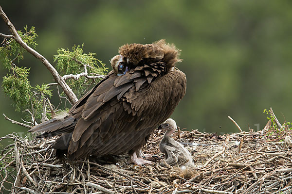 Mönchsgeier (Aegypius monachus)