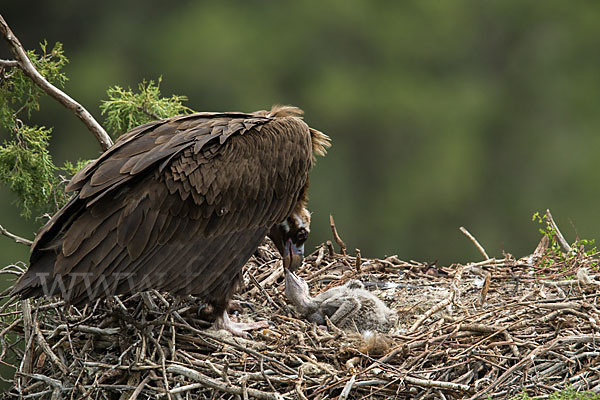 Mönchsgeier (Aegypius monachus)