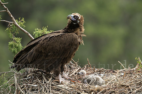 Mönchsgeier (Aegypius monachus)