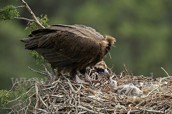 Mönchsgeier (Aegypius monachus)