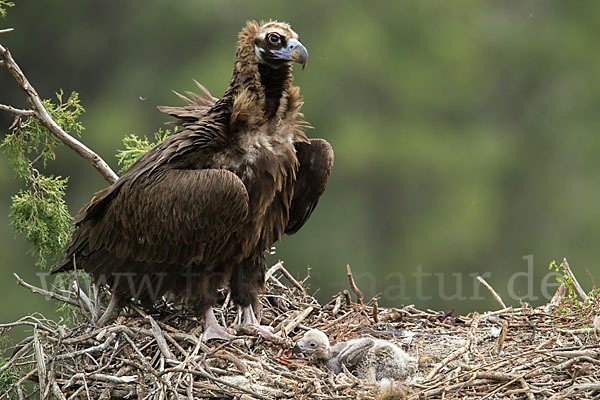 Mönchsgeier (Aegypius monachus)