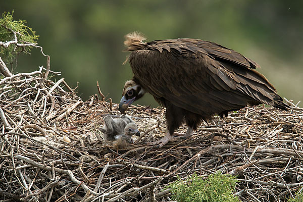 Mönchsgeier (Aegypius monachus)