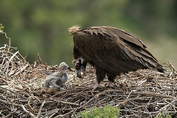 Mönchsgeier (Aegypius monachus)