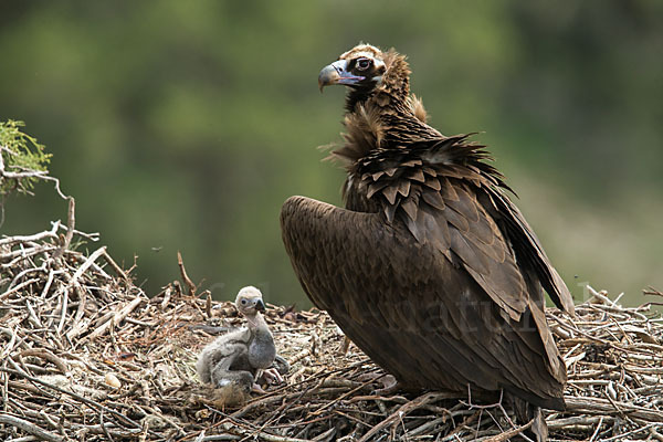 Mönchsgeier (Aegypius monachus)