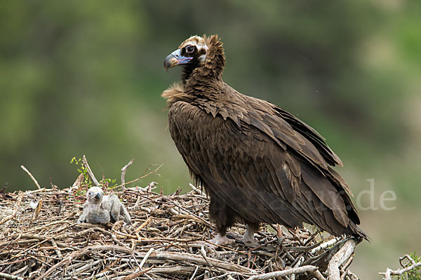 Mönchsgeier (Aegypius monachus)